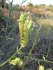 phacelia cicutaria
